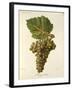 Mauzac Blanc Grape-J. Troncy-Framed Giclee Print
