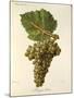 Mauzac Blanc Grape-J. Troncy-Mounted Giclee Print