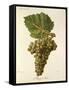 Mauzac Blanc Grape-J. Troncy-Framed Stretched Canvas