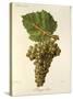 Mauzac Blanc Grape-J. Troncy-Stretched Canvas