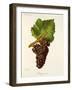 Mauzac Rose Grape-J. Troncy-Framed Giclee Print