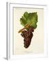 Mauzac Rose Grape-J. Troncy-Framed Giclee Print