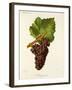 Mauzac Rose Grape-J. Troncy-Framed Giclee Print