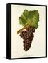Mauzac Rose Grape-J. Troncy-Framed Stretched Canvas