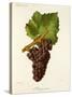 Mauzac Rose Grape-J. Troncy-Stretched Canvas