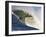 Mavericks Surf Competition 2010, Half Moon Bay, California, Usa-Rebecca Jackrel-Framed Photographic Print