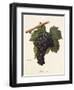 Mavroud Grape-A. Kreyder-Framed Giclee Print