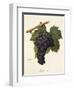 Mavroud Grape-A. Kreyder-Framed Giclee Print