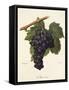 Mavroud Grape-A. Kreyder-Framed Stretched Canvas