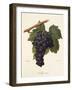 Mavroud Grape-A. Kreyder-Framed Giclee Print