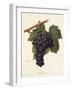 Mavroud Grape-A. Kreyder-Framed Giclee Print