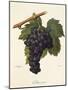 Mavroud Grape-A. Kreyder-Mounted Giclee Print