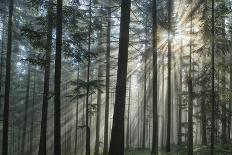Sunrays Shining Through Fogged Out Forest-Mawpix-Mounted Premium Photographic Print