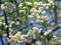 Close-Up of White Spring Blossom on a Tree in London, England, United Kingdom, Europe-Mawson Mark-Photographic Print