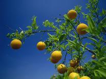 Orange Tree, Valencia, Spain, Europe-Mawson Mark-Photographic Print