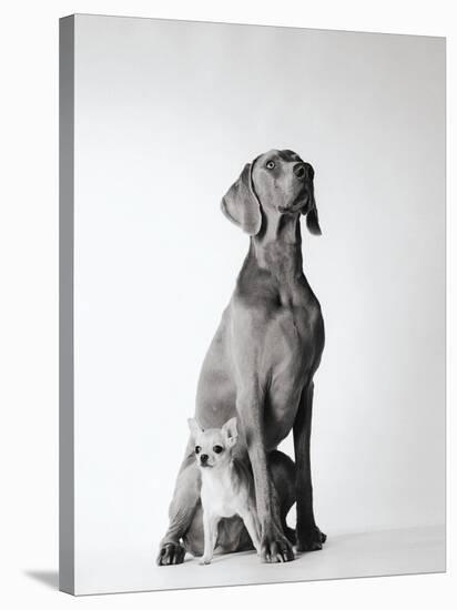 Max and Roxie-Amanda Jones-Stretched Canvas