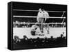 Max Baer Knocked Down During a Heavyweight Fight with Joe Louis, Sept. 24, 1935-null-Framed Stretched Canvas