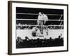 Max Baer Knocked Down During a Heavyweight Fight with Joe Louis, Sept. 24, 1935-null-Framed Photo