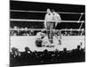 Max Baer Knocked Down During a Heavyweight Fight with Joe Louis, Sept. 24, 1935-null-Mounted Photo