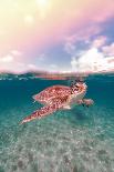 Rocky Shore Hawaii-Max Blakesberg Studios-Photographic Print