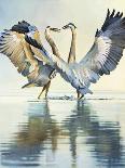 Great Blue Herons-Max Hayslette-Giclee Print