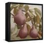 Max Red Bartlett Pears-Angeles M Pomata-Framed Stretched Canvas