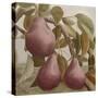 Max Red Bartlett Pears-Angeles M Pomata-Stretched Canvas