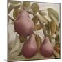 Max Red Bartlett Pears-Angeles M Pomata-Mounted Giclee Print