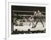 Max Schmeling on the Floor for a Count of Nine in His Match with Max Baer-null-Framed Photo