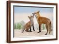 Brown Frame
