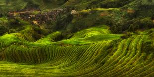 Waves of Rice - the Dragon's Backbone-Max Witjes-Framed Photographic Print