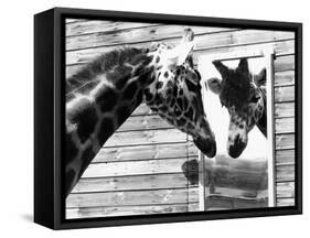 Maxi the Giraffe Gazing at Reflection in Mirror, 1980-null-Framed Stretched Canvas