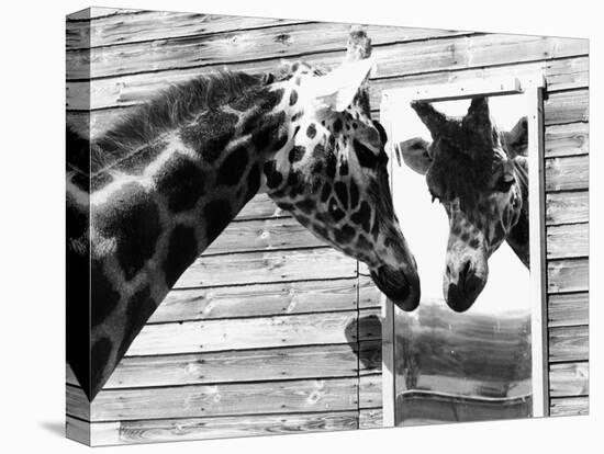Maxi the Giraffe Gazing at Reflection in Mirror, 1980-null-Stretched Canvas