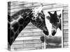 Maxi the Giraffe Gazing at Reflection in Mirror, 1980-null-Stretched Canvas