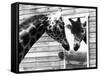 Maxi the Giraffe Gazing at Reflection in Mirror, 1980-null-Framed Stretched Canvas