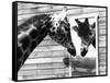 Maxi the Giraffe Gazing at Reflection in Mirror, 1980-null-Framed Stretched Canvas