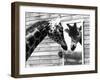 Maxi the Giraffe Gazing at Reflection in Mirror, 1980-null-Framed Premium Photographic Print