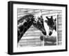 Maxi the Giraffe Gazing at Reflection in Mirror, 1980-null-Framed Premium Photographic Print