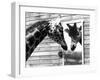 Maxi the Giraffe Gazing at Reflection in Mirror, 1980-null-Framed Premium Photographic Print