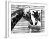 Maxi the Giraffe Gazing at Reflection in Mirror, 1980-null-Framed Premium Photographic Print