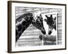 Maxi the Giraffe Gazing at Reflection in Mirror, 1980-null-Framed Photographic Print