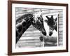 Maxi the Giraffe Gazing at Reflection in Mirror, 1980-null-Framed Photographic Print