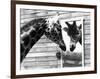 Maxi the Giraffe Gazing at Reflection in Mirror, 1980-null-Framed Photographic Print