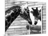 Maxi the Giraffe Gazing at Reflection in Mirror, 1980-null-Mounted Photographic Print