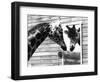 Maxi the Giraffe Gazing at Reflection in Mirror, 1980-null-Framed Photographic Print