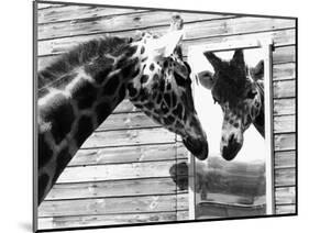 Maxi the Giraffe Gazing at Reflection in Mirror, 1980-null-Mounted Photographic Print