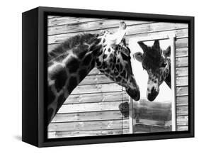 Maxi the Giraffe Gazing at Reflection in Mirror, 1980-null-Framed Stretched Canvas