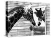 Maxi the Giraffe Gazing at Reflection in Mirror, 1980-null-Stretched Canvas
