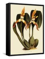 Maxillaria Luteoalba-John Nugent Fitch-Framed Stretched Canvas
