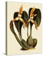 Maxillaria Luteoalba-John Nugent Fitch-Stretched Canvas